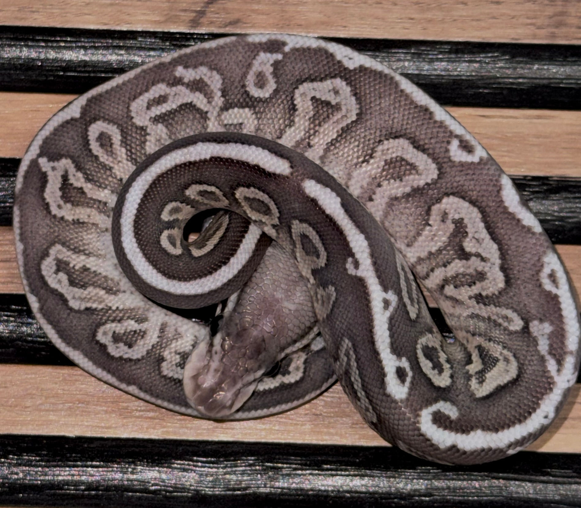 Pyton Królewski(Python Regius)- Pastel Mojave fire black head