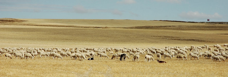 Schapen op de Meseta