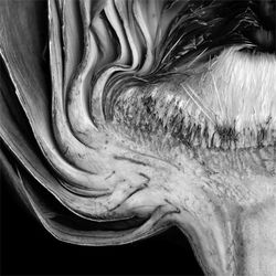 veggie-disection