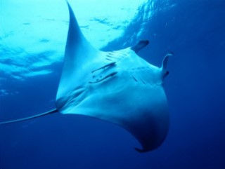 Swimming with manta rays at Little Tobago & Goat Islands.