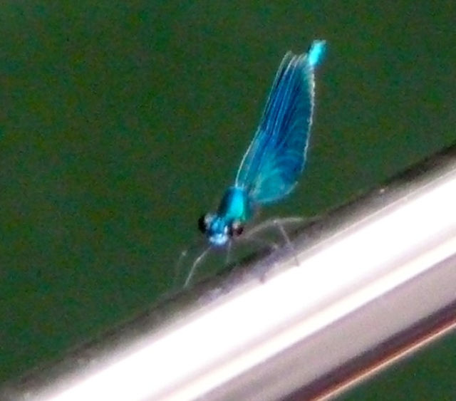 Damselfly