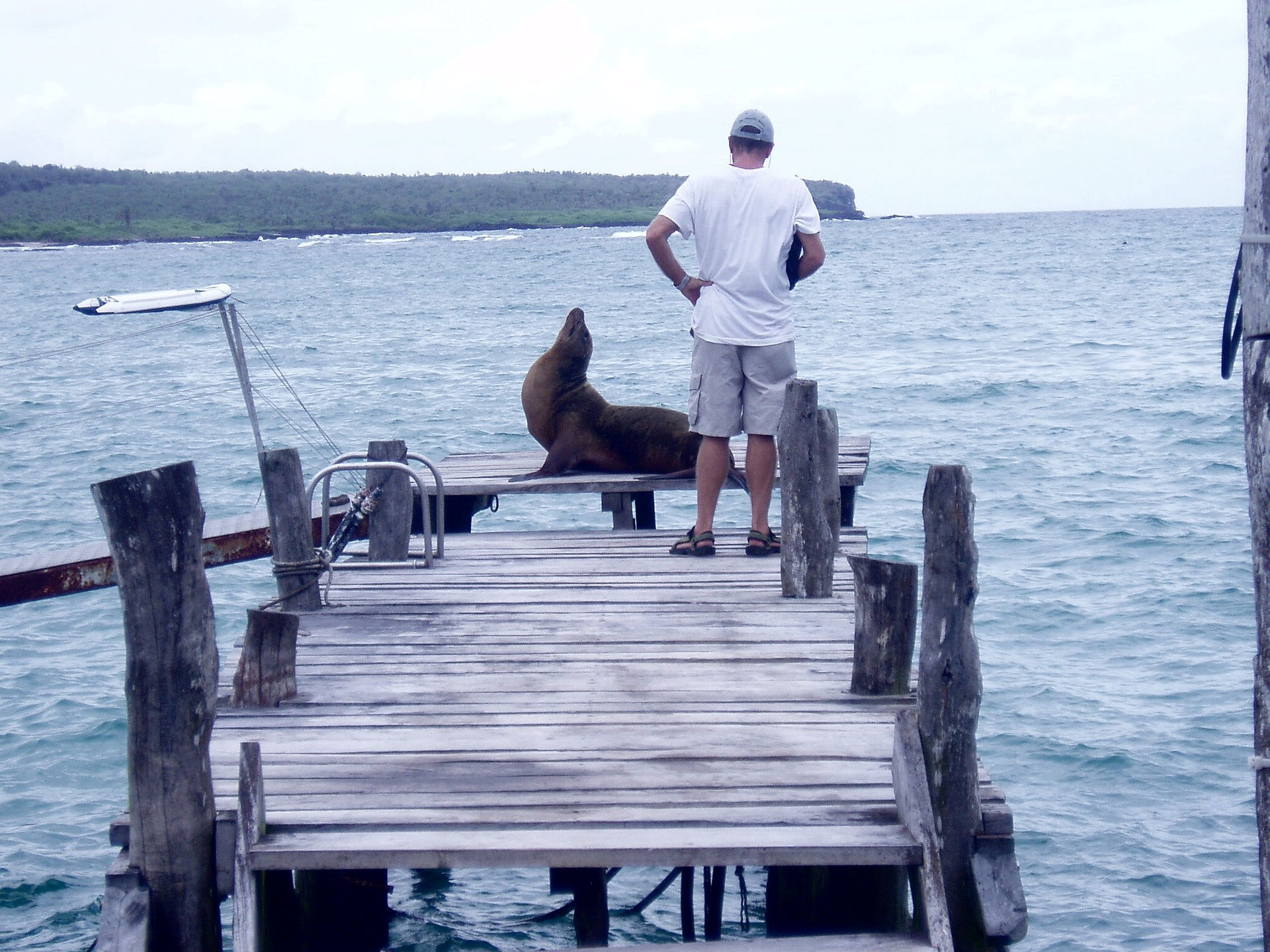 Running the seal gauntlet on the dinghy dock
