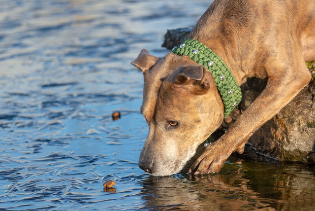 HALSBNDER FR GROE HUNDE | Luxus4beiner