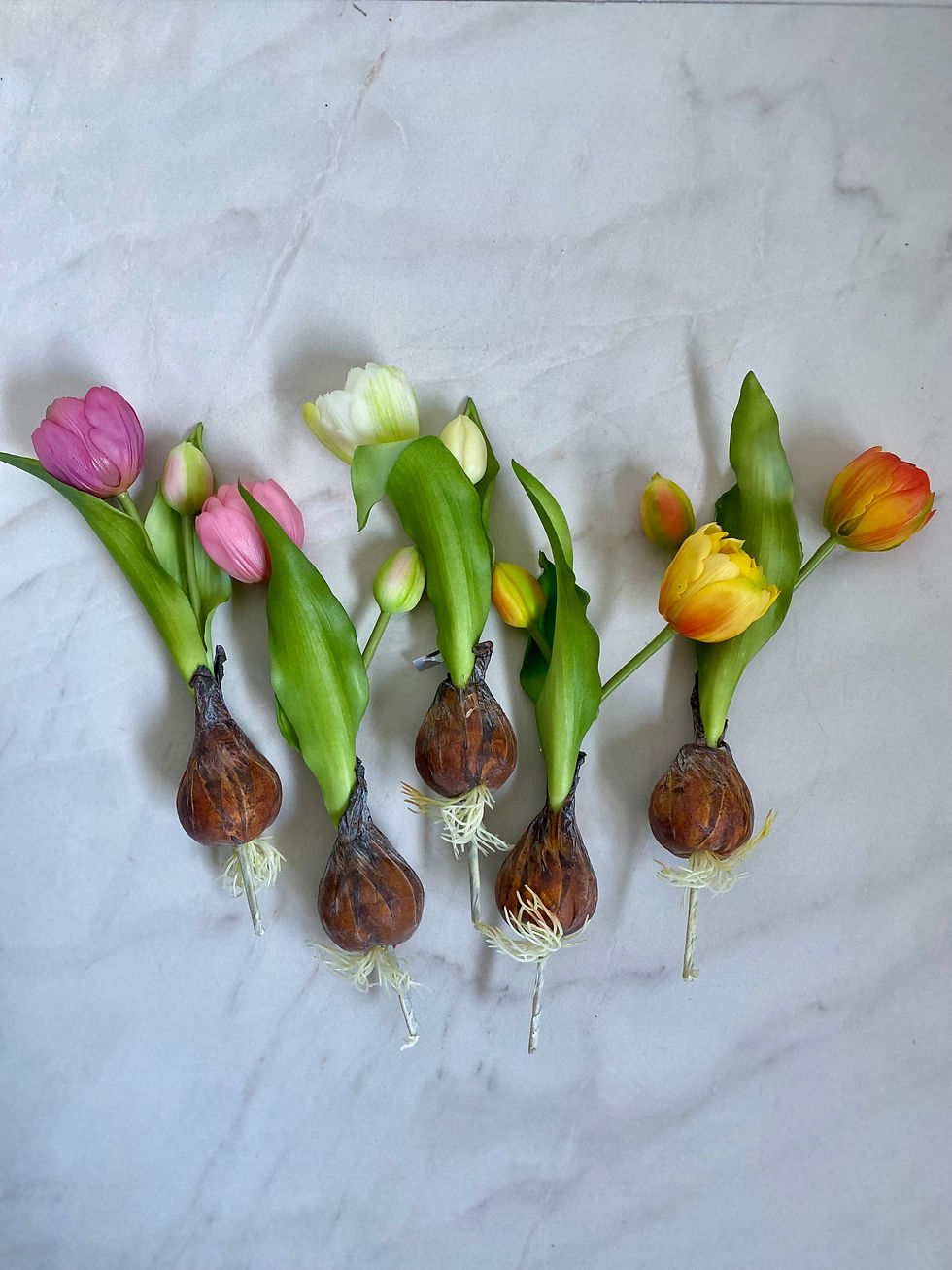 Miniatura: Tulipán mini s cibulí 🌲