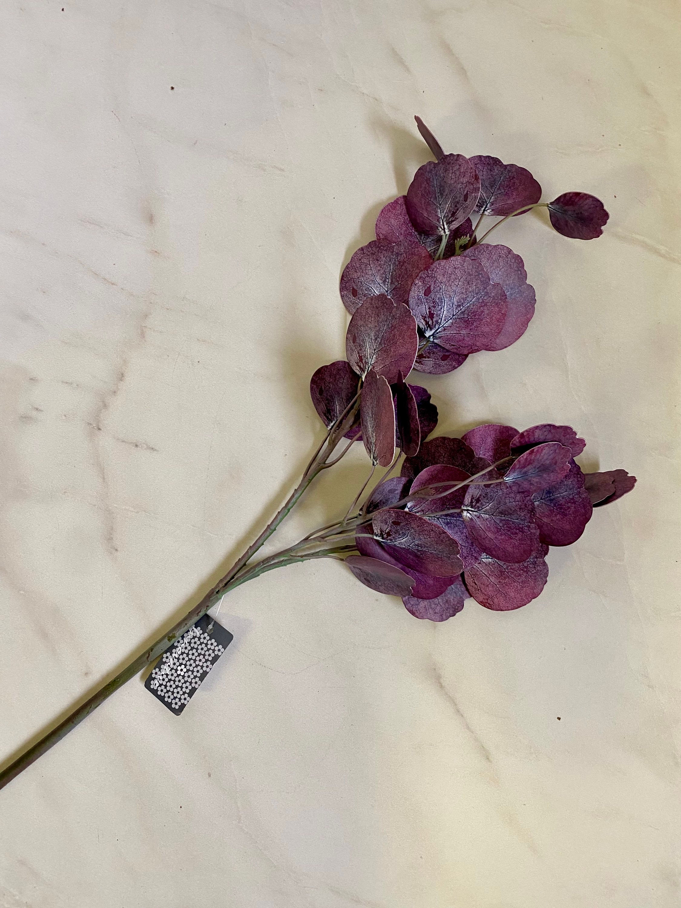 Eukalyptus fialový 🌲