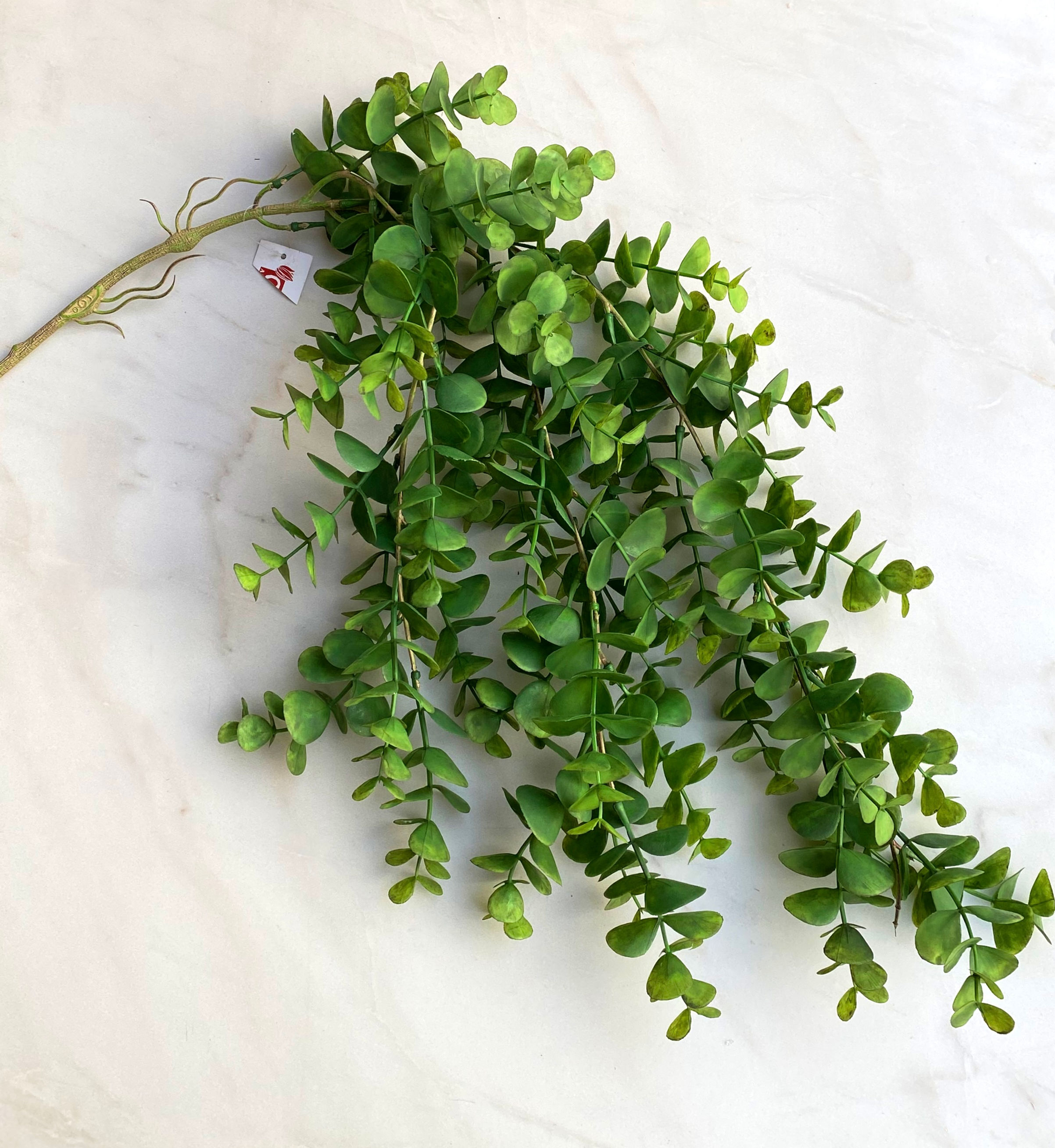 Eukalyptus převislý 🌲