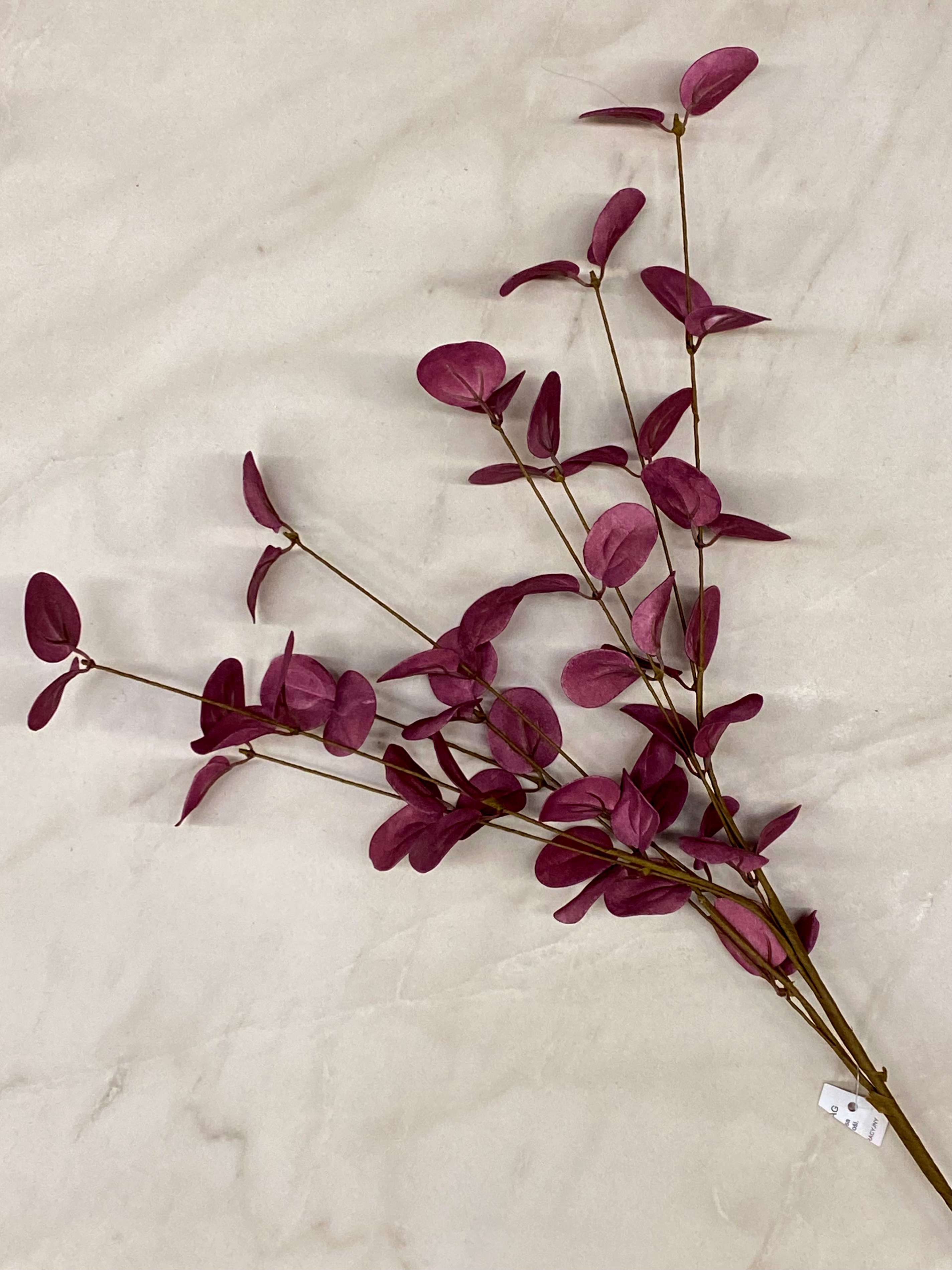 Větvička eukalyptus 🌲