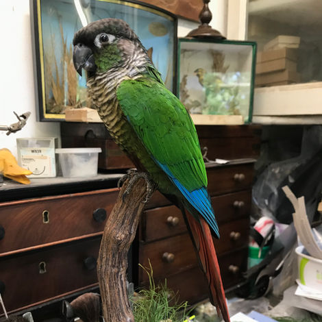 Birds