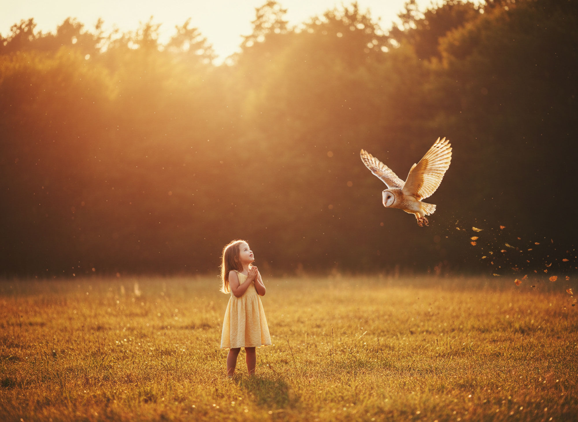 Owl wall art of a child standing in a sunlit meadow as an owl flies overhead, captured in warm golden hour light.