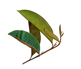 Chrysophyllum Cainito Leaf