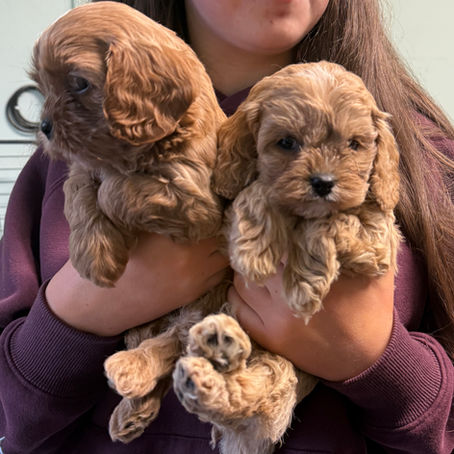 Cavapoo pups