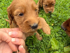 Cockapoo pups