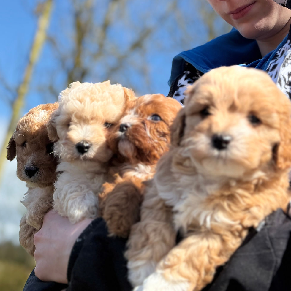 Cavapoo for sale