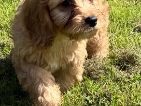 Cavapoo available