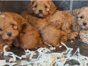Cavapoo