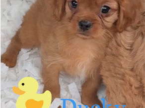 Cavalier King Charles spinel