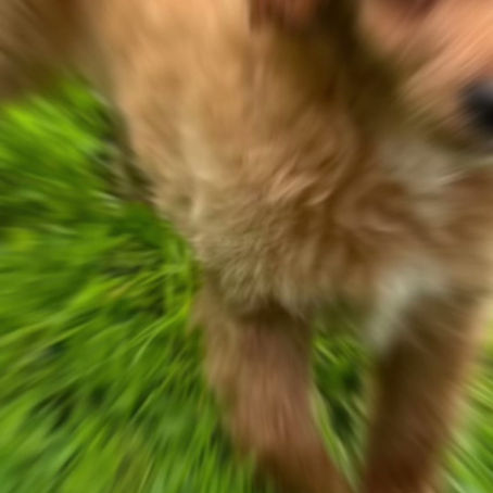 Cavapoo older puppy female