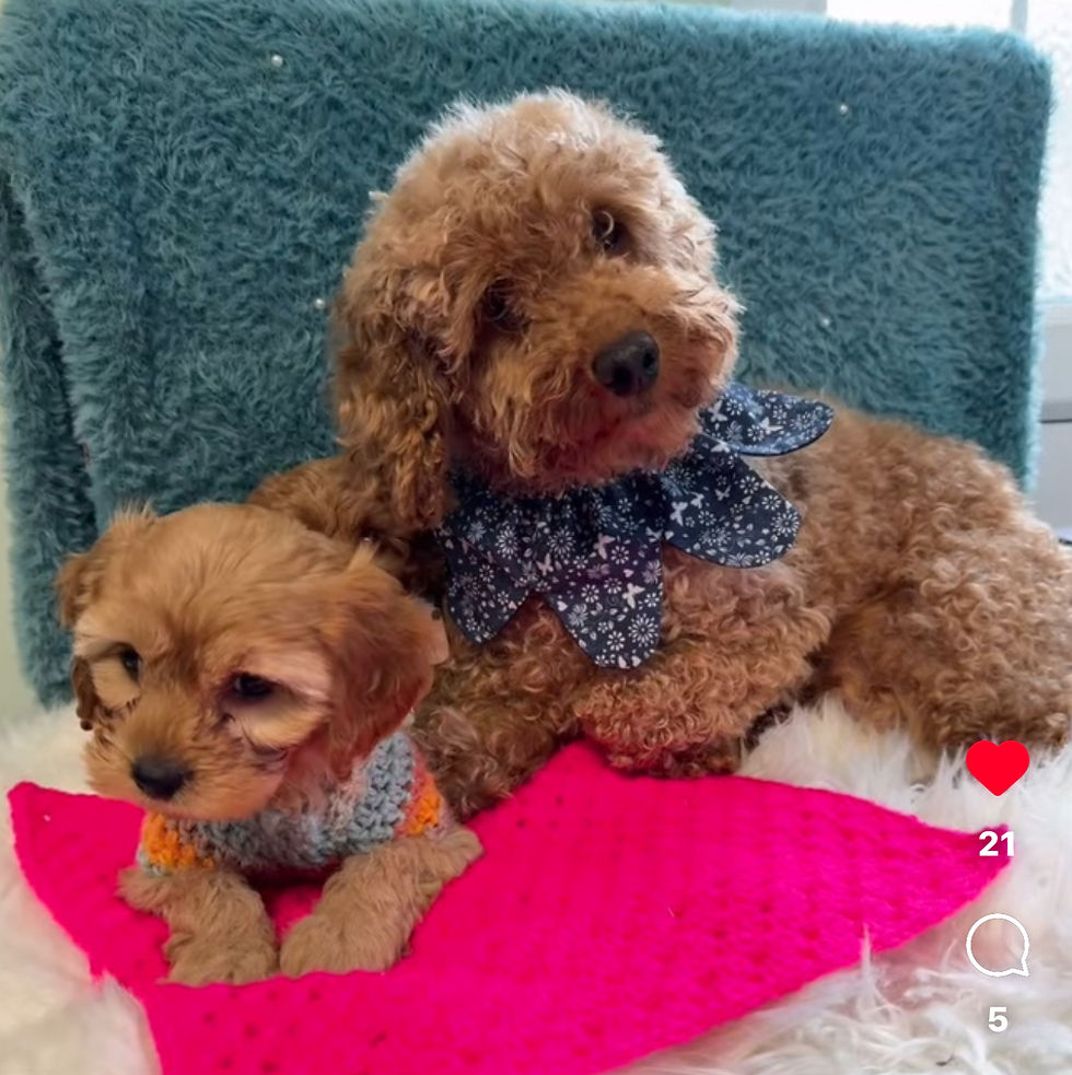 Mummy and her pup