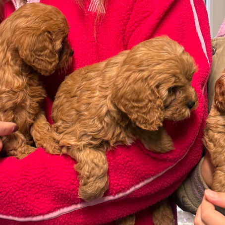 Cavapoo puppies