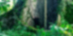 Le grand arbre