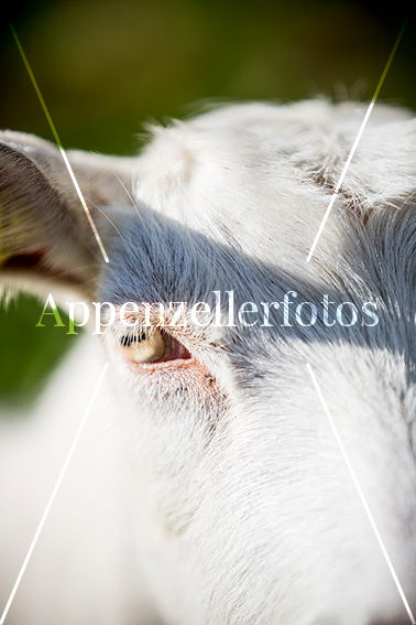 Appenzeller Ziege Nahaufnahme