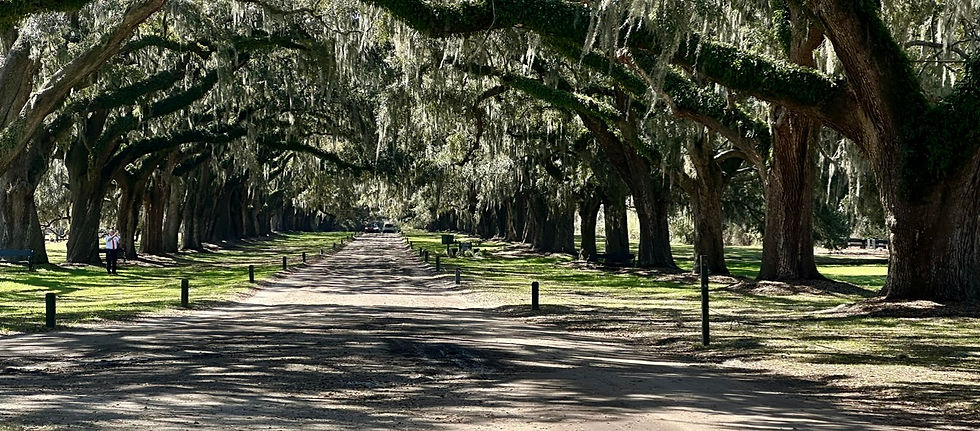 The Avenue of Oaks, Planted in 1743