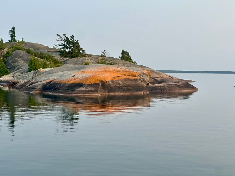 Crustose Lichen Growing Orange