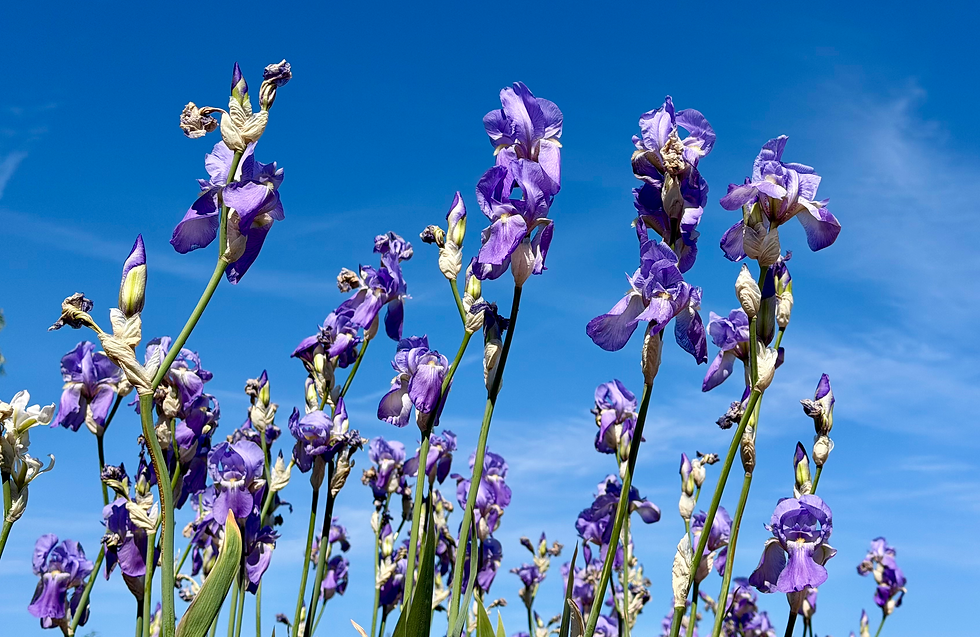 Iris at Solomons Island