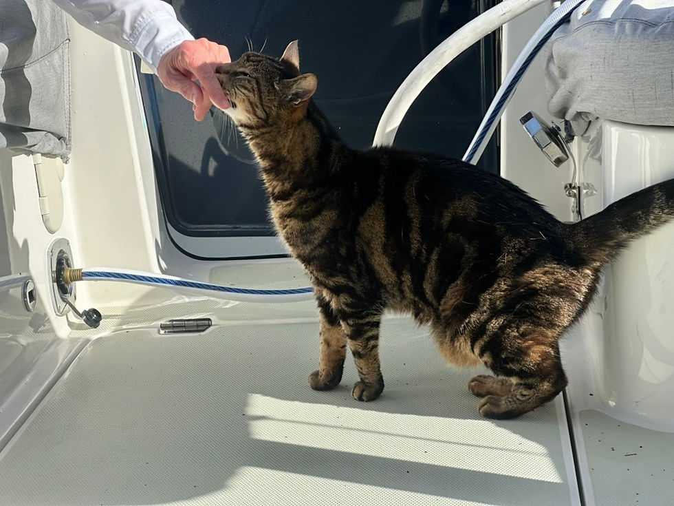 A Happy Bosun in the Cockpit Getting a Face Rub
