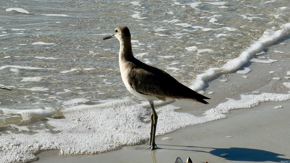 Willet
