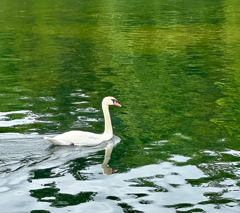 One of the Half Dozen Swans We Saw on Sunday