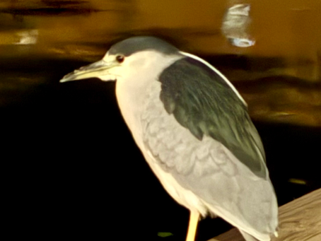 Bomb Cyclone Addendum