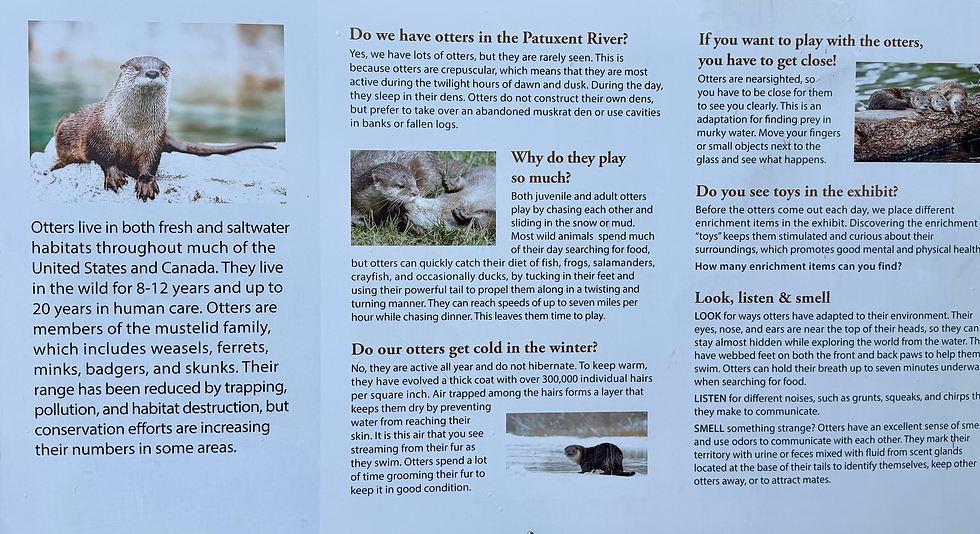 Cool Otters--Just Like at the Lake!