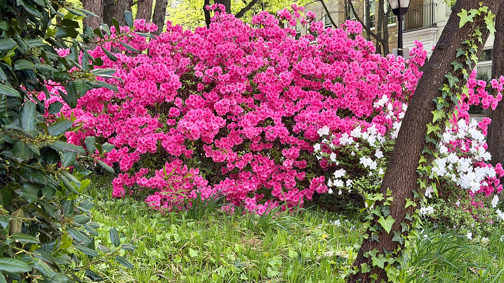 A Beautiful Garden at the Corner of Freemason Street