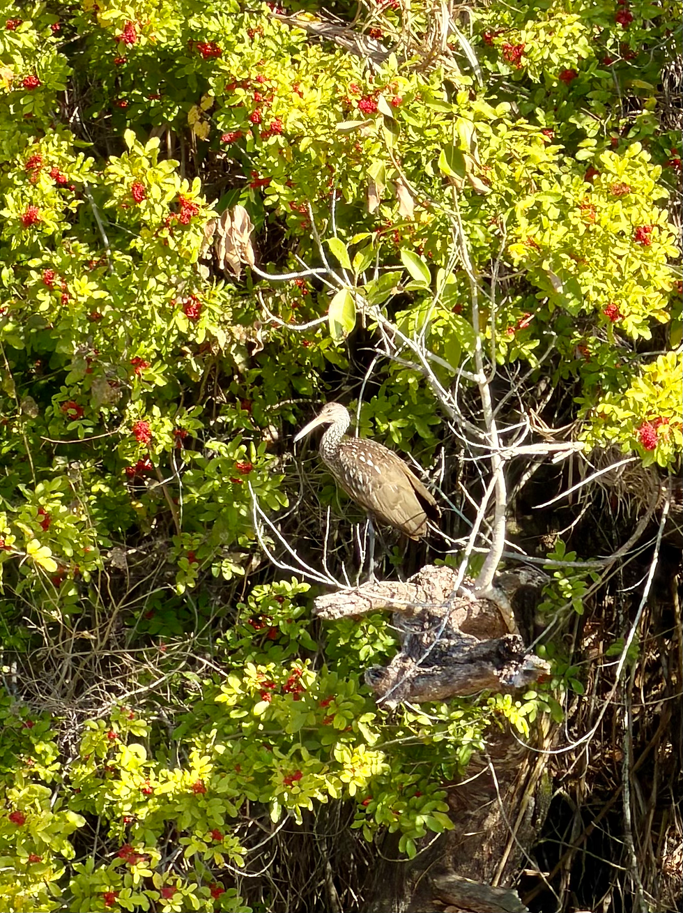 Ond of Four Limpkins We Saw Today