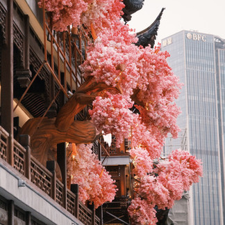 Spring trees growing in Yu Garden, Shanghai China.