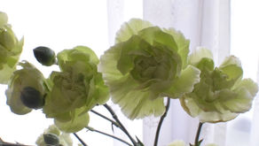 《花材紹介》スプレーカーネション(ブロッコリー)