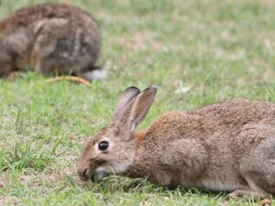 Rabbit Control Workshop