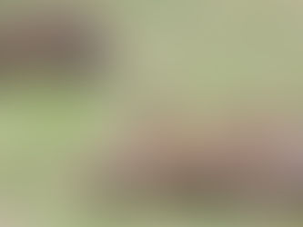 Rabbit Control Workshop