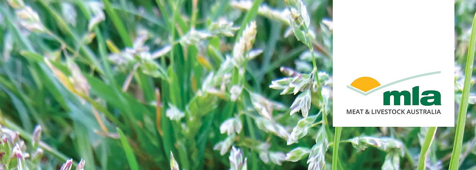  Weed Fast Facts                              Pasture Weeds: Growth, Grazing Value and Interventions