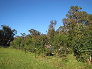 Shelterbelts: Your Guide to Planning and Design 🌳