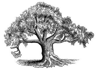 America 250: Santa Fe Liberty Tree Dedication at the New Mexico Military Museum