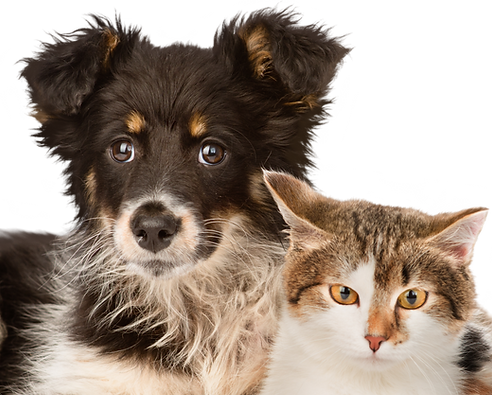 shutterstock_184908566 copy_edited.png