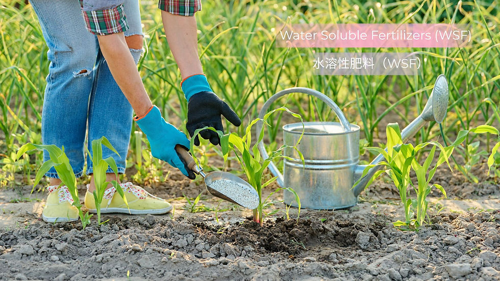 APAC地域において、水溶性肥料Water Soluble Fertilizers (WSF)価格指数は、年末にかけての落ち着きを反映し、前四半期比で5.83%下落しました。