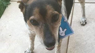 Vamos ajudar a encontrar o Tob