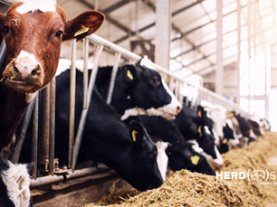 04. Del Rumen a la Rentabilidad: El Corazón de la Nutrición Bovina
