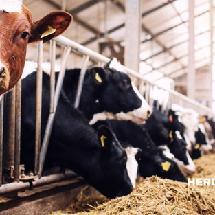 04. From Rumen to Profitability: The Heart of Bovine Nutrition