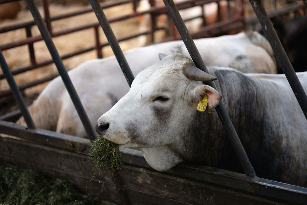a couple of cows that are in a pen_edited.jpg