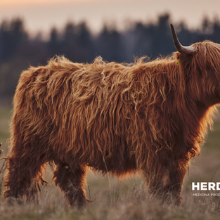 02. The Weight of Success: How Bovine Preconditioning Reduces Transport Shrink and Optimizes Growth