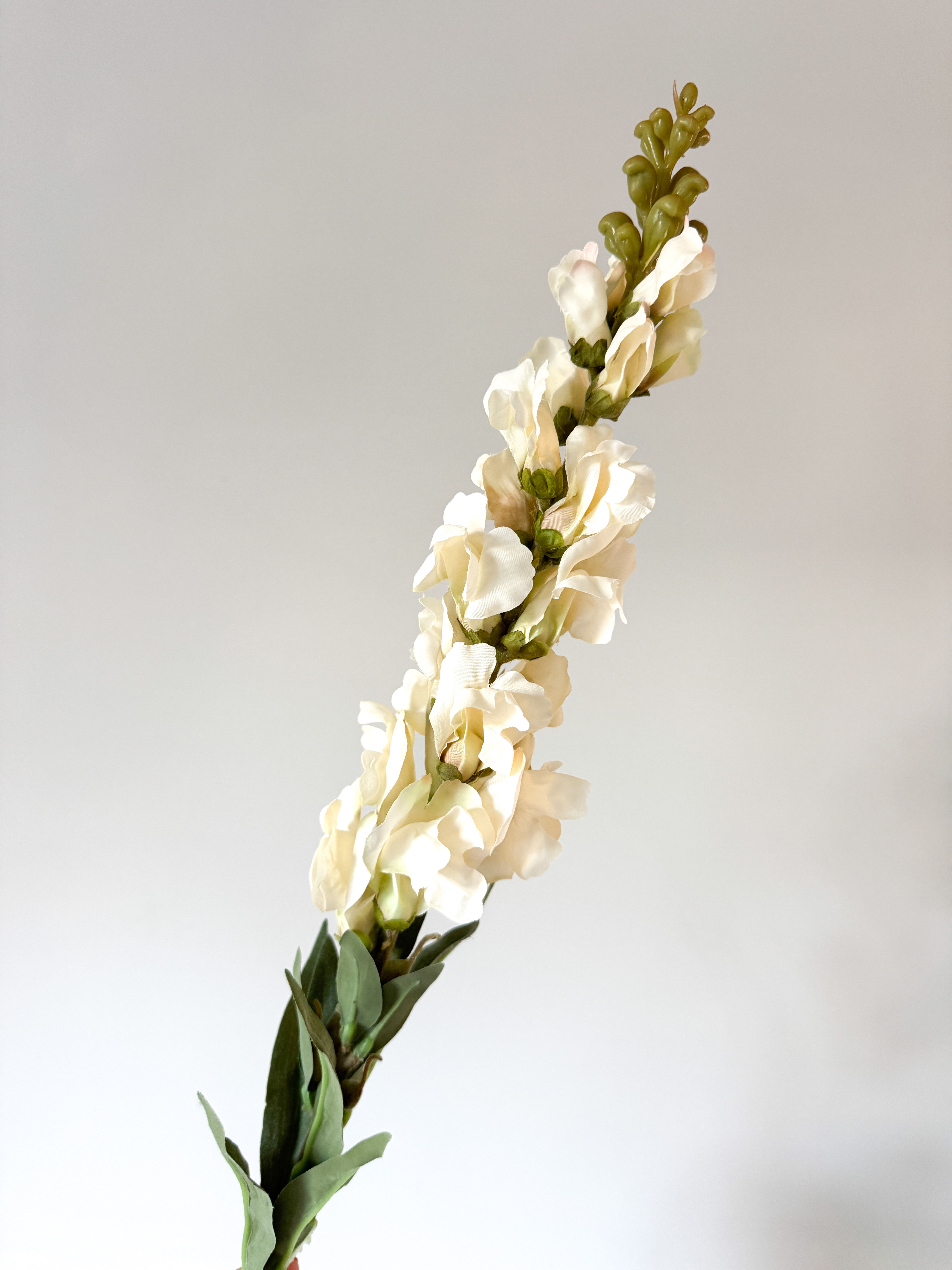 Cream snapdragon stem 
